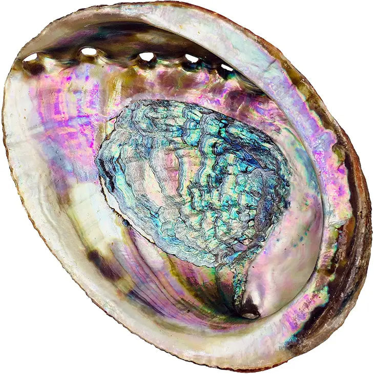 Abalone Shell